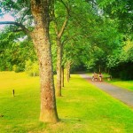 Pollok Park tree parade