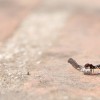 close-up of an ant carrying a heavy object