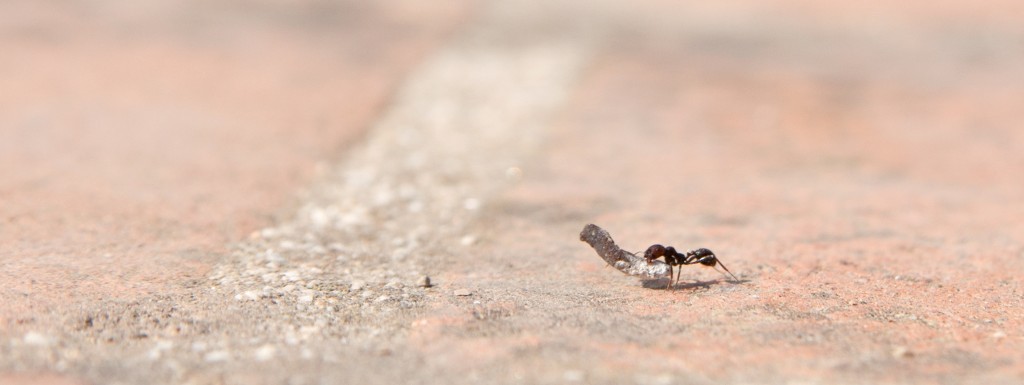 close-up of an ant carrying a heavy object