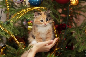 christmas kitten