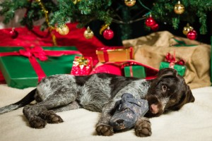 puppy under christmas tree