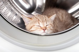 sleeping kitten lying inside laundry washer